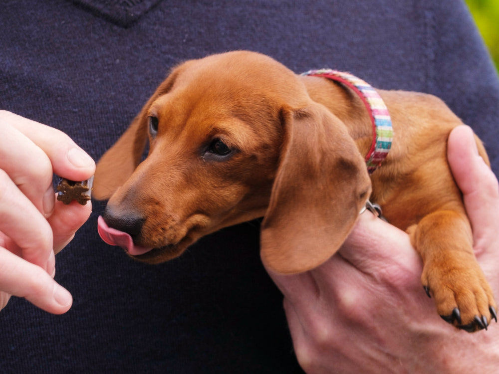 Brown Dashchund puppy licking lips looking at a ZamiPet Best Start Puppy Multi chew