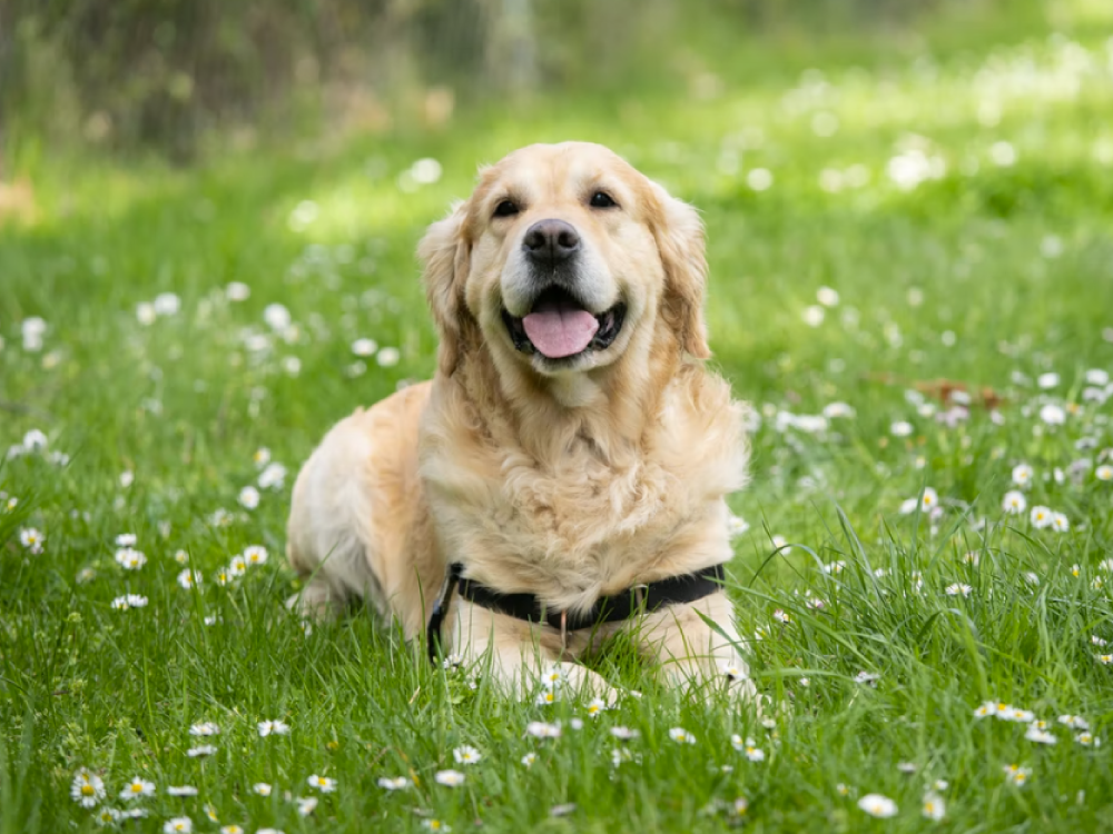 Happy golden retriever dog in a park on green grass with daisies