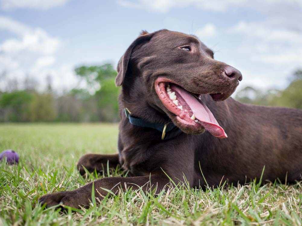 Happy chocolate Labrador lying on green grass, smiling with tongue hanging out