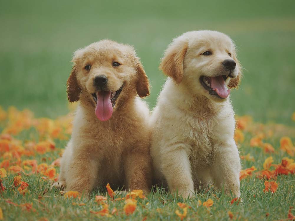 Two small Golden Retriever puppies sitting close to each other on green grass, surrounded by yellow and orange flowers