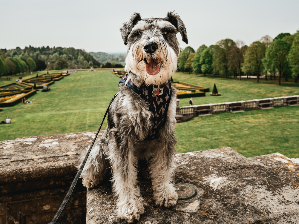 Schnauzer dog on a stone wall with green fields and trees in the background