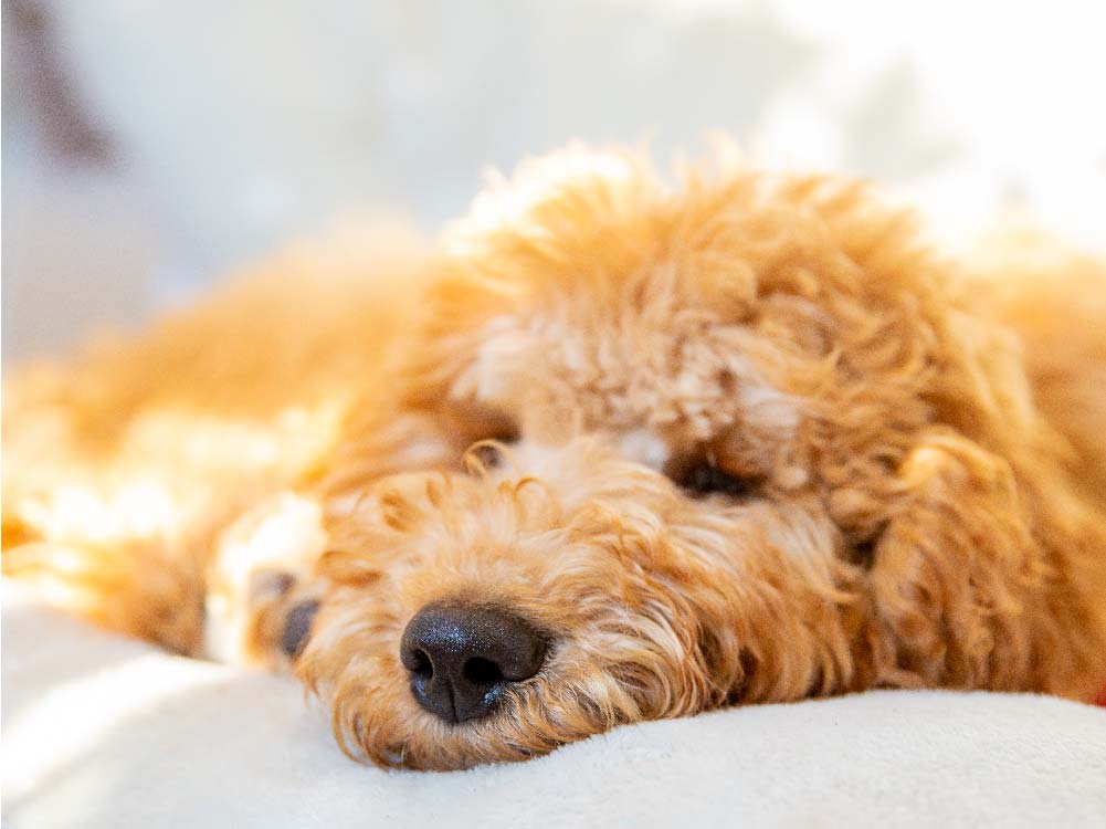 Close up image of a Golden Cavoodle dog resting on a white pillow