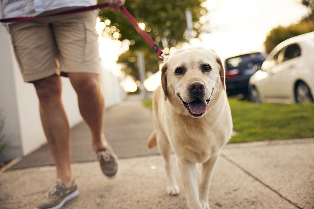 A happy yellow Labrador Retriever dog walking outside