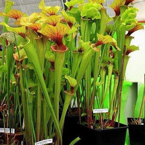 Green Pitcher plant 25 x Sarracenia Oreophila seeds 