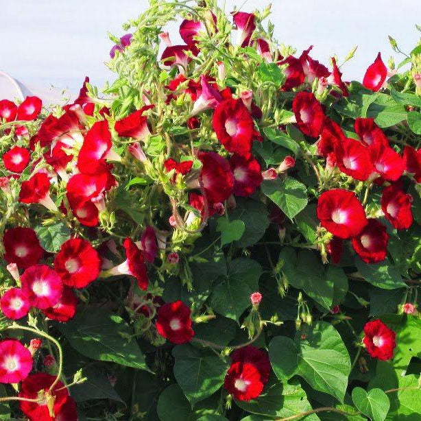 RED SCARLET O'HARA MORNING GLORY – Ferri Seeds