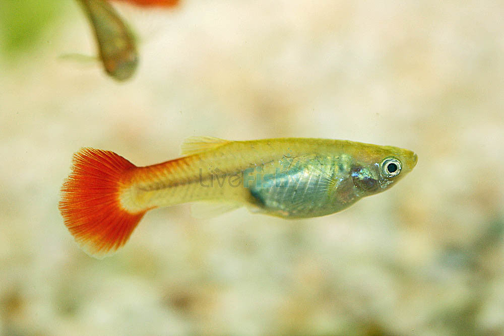 female guppies fish