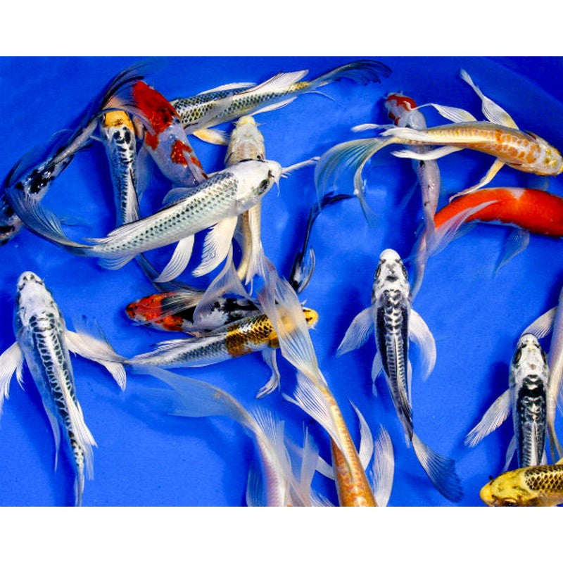 butterfly koi fish for sale near me