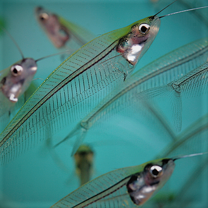 tropical glass fish