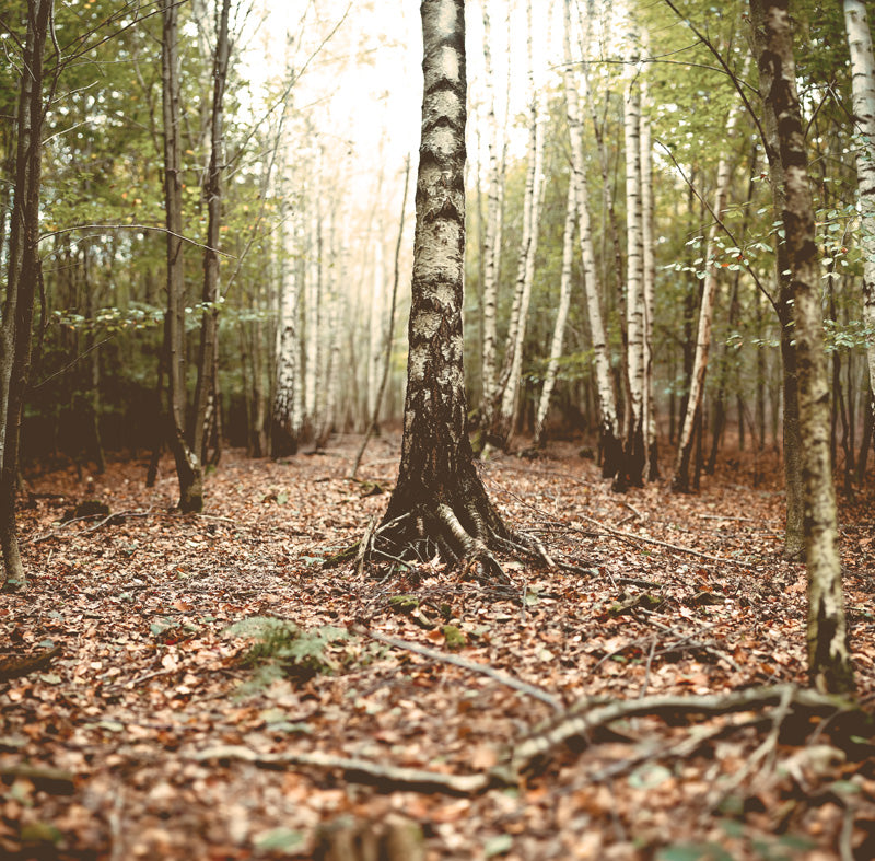 Morel Mushroom Hunting Tips 