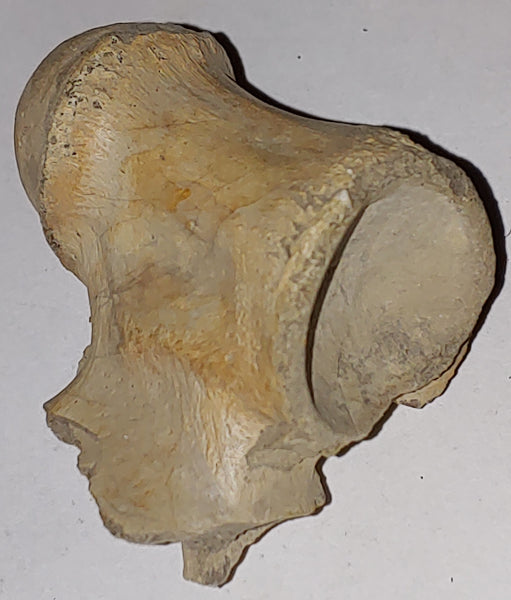 Vertebrae Fossil from Wyoming. 5 cm 