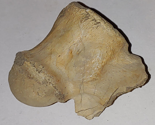 Vertebrae Fossil from Wyoming. 5 cm 