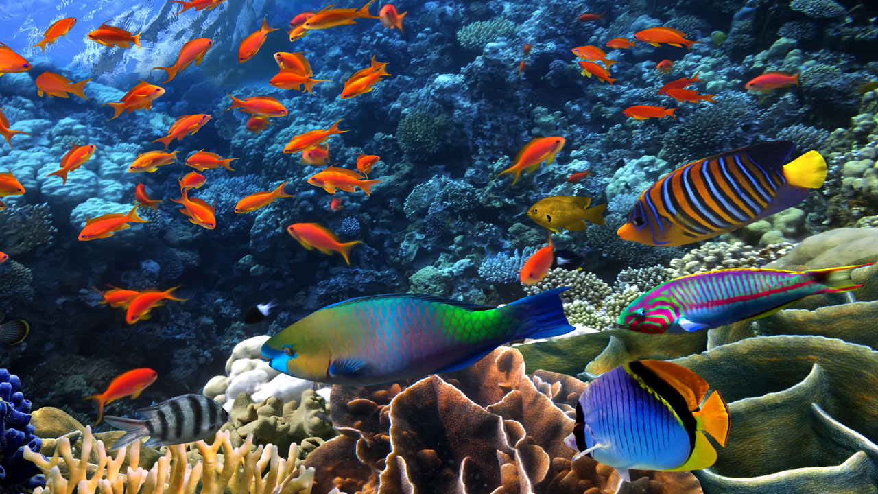 Why Are Reef Fish Colorful | DIPNDIVE