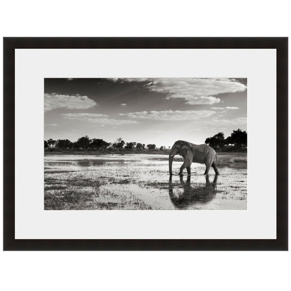 Elephant Reflection Fine Art Photograph By Andy Biggs Framed