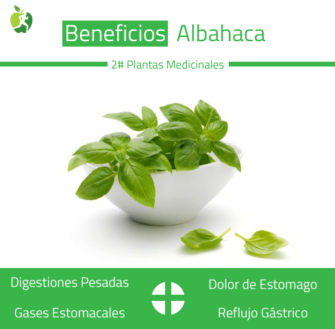 Beneficios Albahaca - Dietetica Ferrer