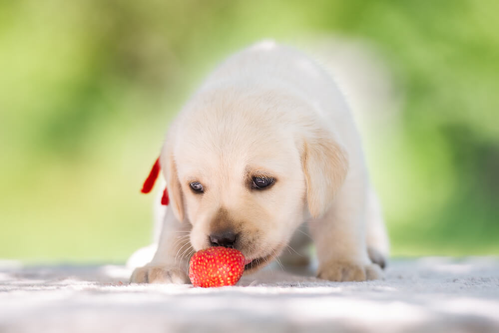 Dürfen Erdbeeren essen? –