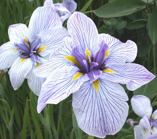 JEP tijger Scepticisme Buying Water Iris Plants For Ponds in United States - Pond Plants of America