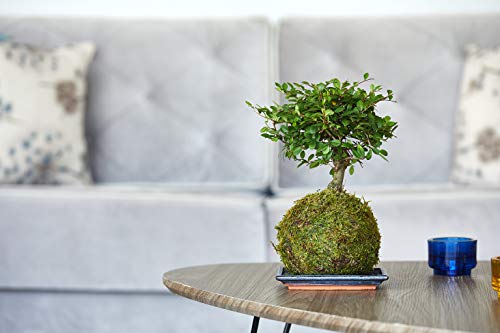 23cm High Bonsai Tree Kokedama House and Desktop Plant Live Indoor Bonsai Mature The Green Moss Ball is The New Art with Japanese Zen Gardens and is A Unique Idea As A Bonzai Gardening Gift