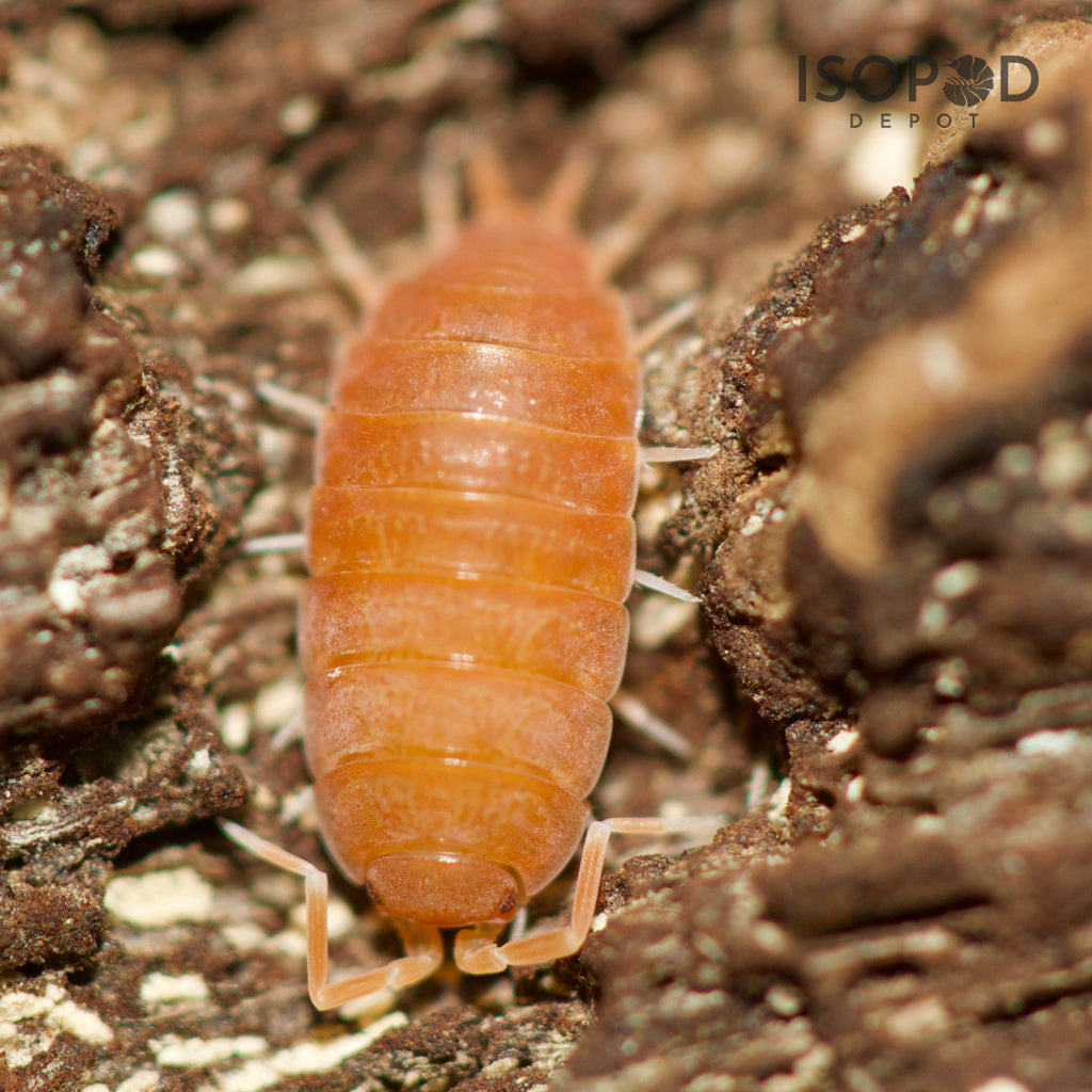 Porcellionides Pruinosus Powder Orange – Isopod Depot