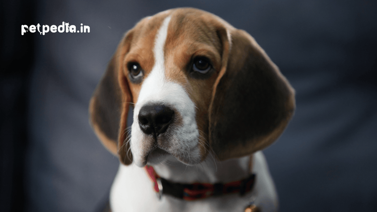 how often do you need to professionally groom a beagle