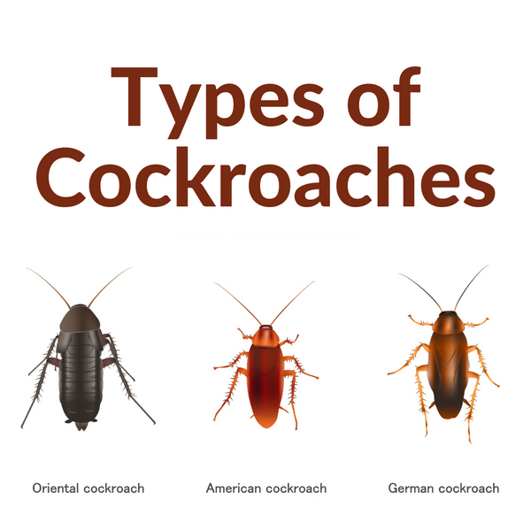 What Are The Different Types Of Cockroaches Pf Harris