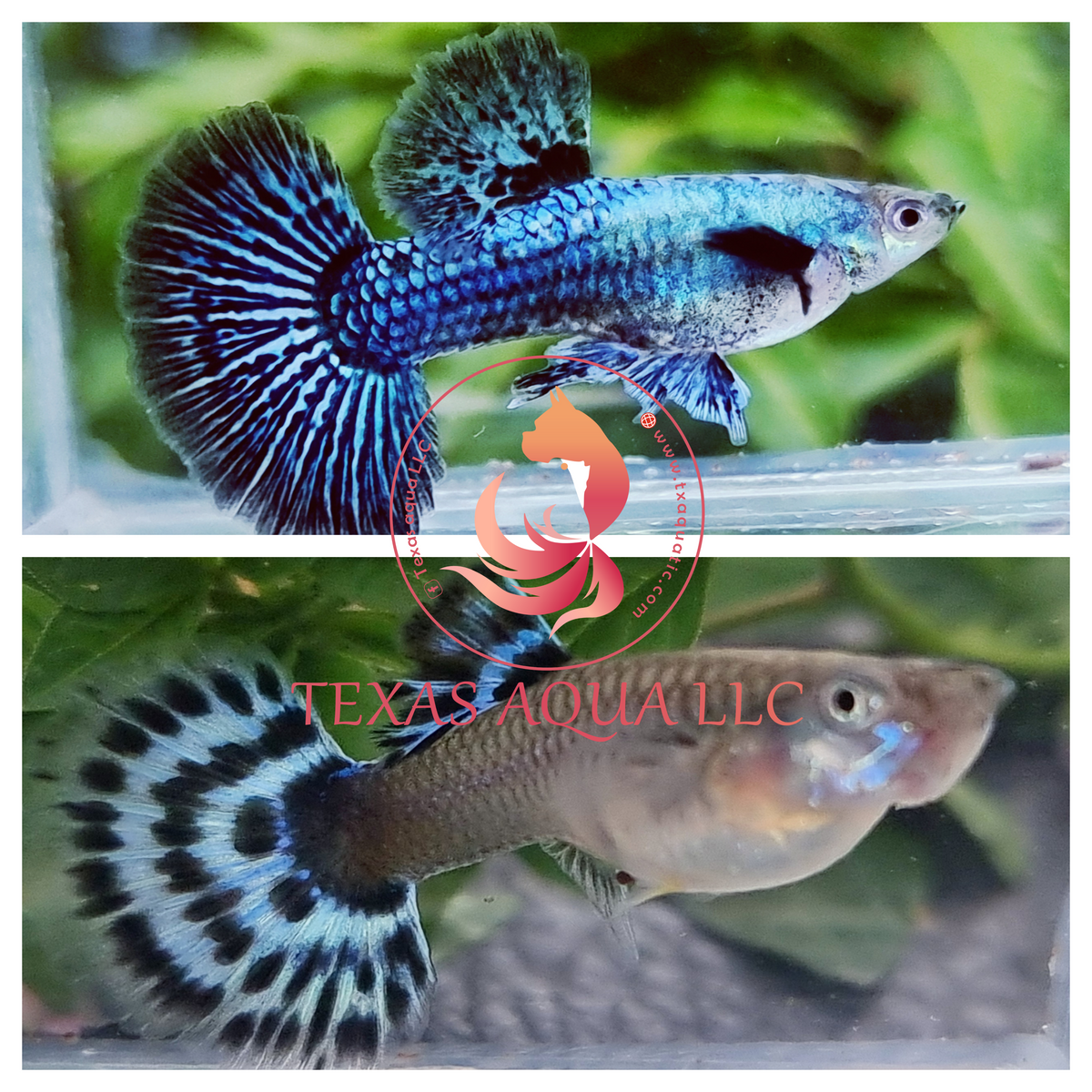 guppy platinum blue dragon