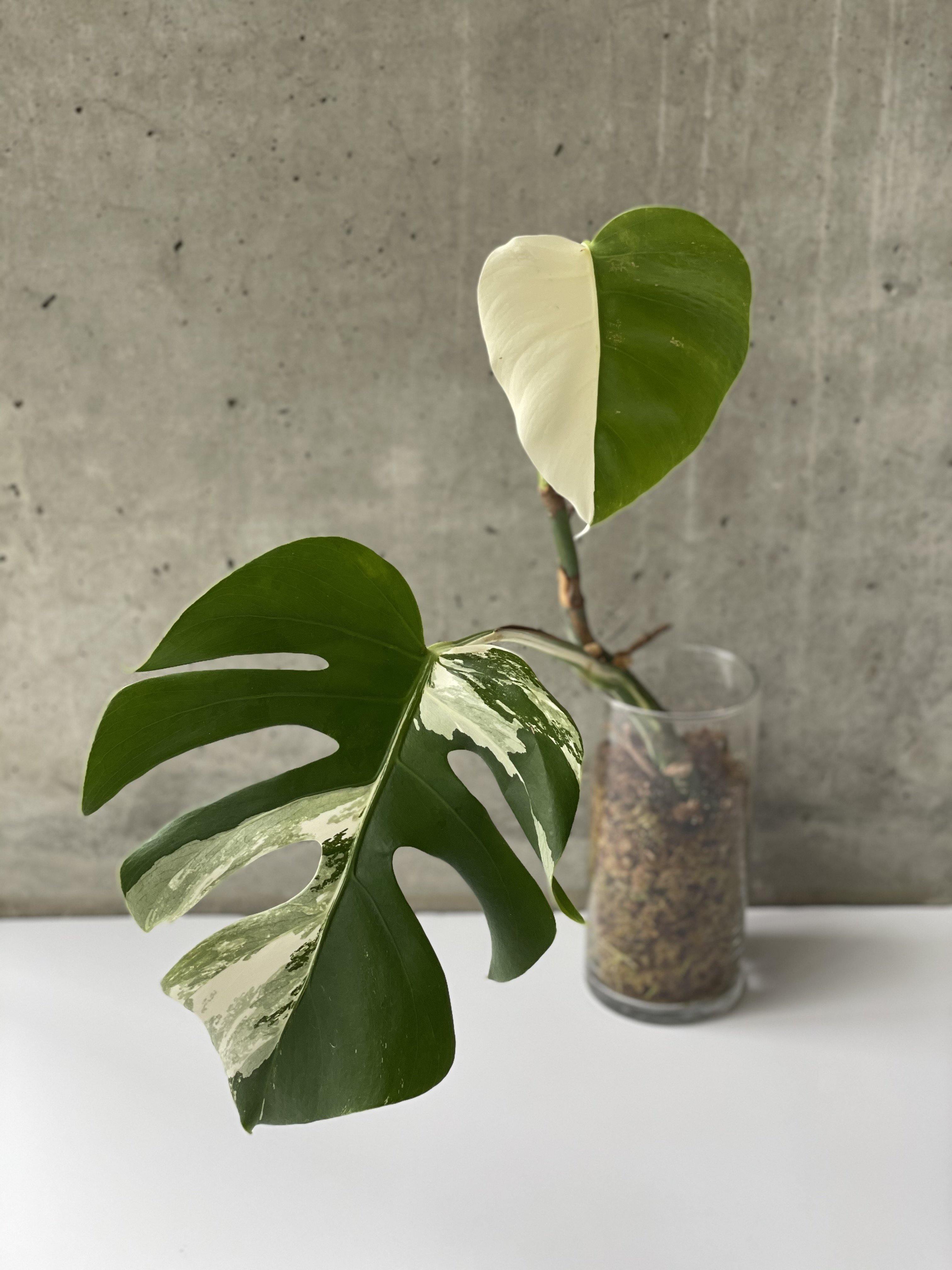 商品追加値下げ在庫復活 Varigated Monstera Borsigana Half a moon