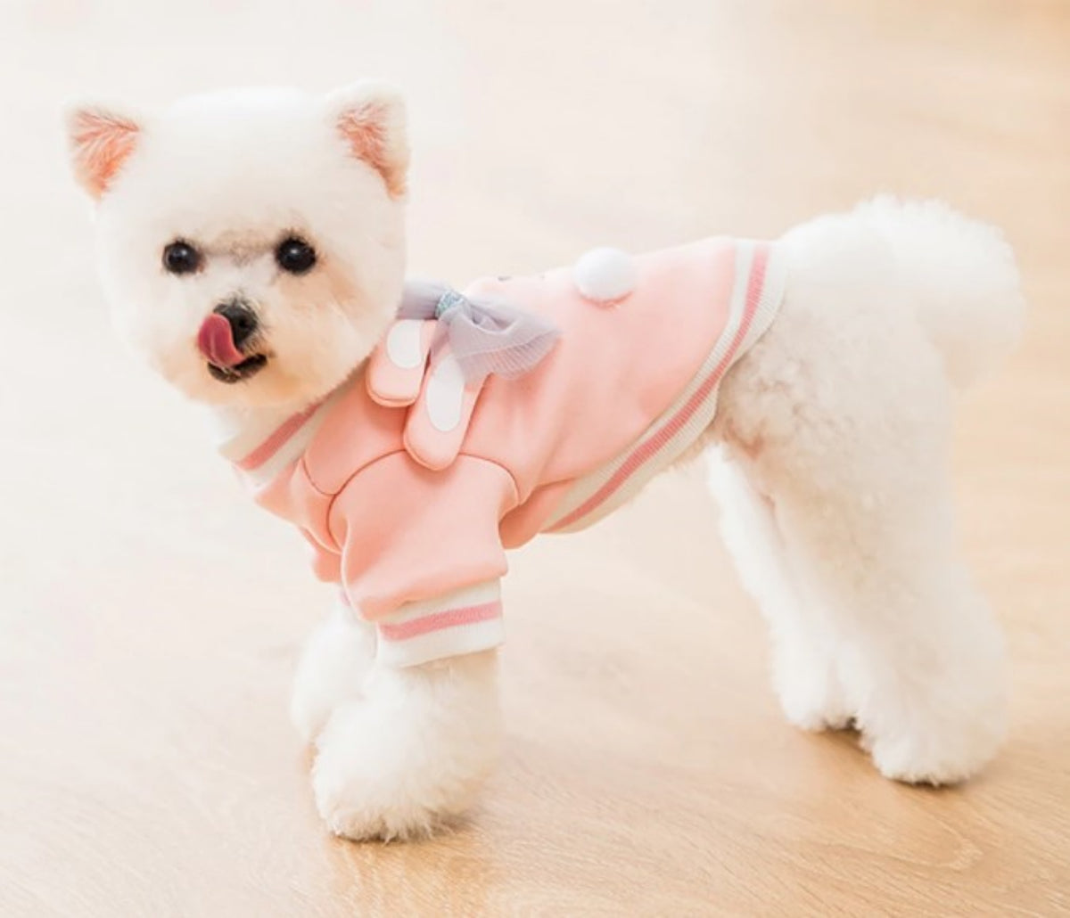 dog cute dress