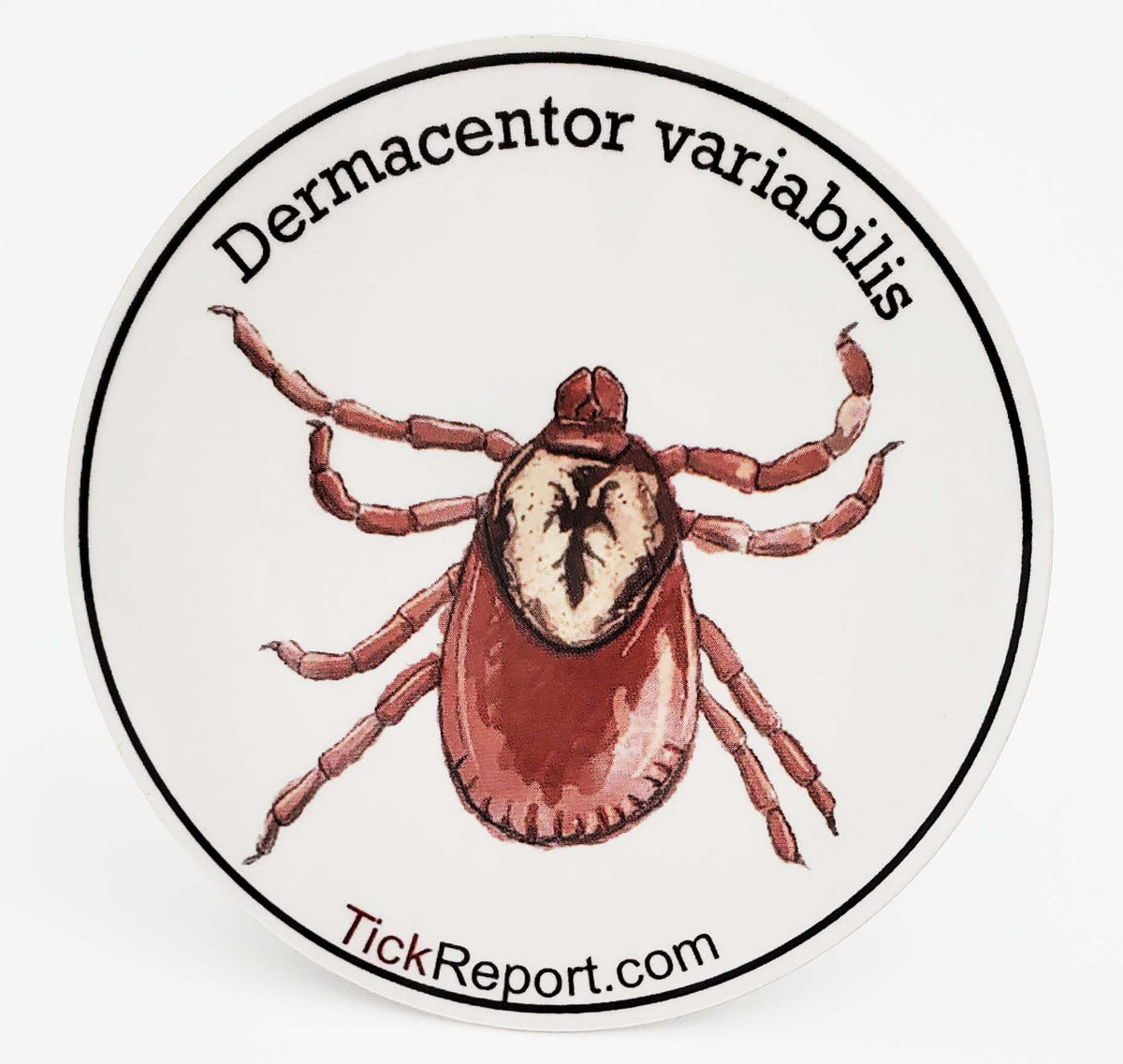 dermacentor variabilis anatomy