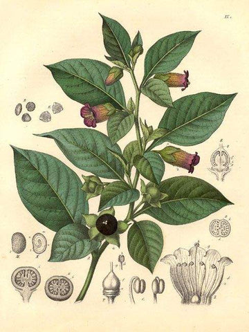 illustration of belladonna-poisonous plant-www.rdalchemy.com