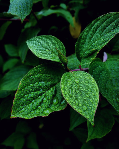 photo-of-a-green-plant-with-water-dew-www.rdalchemy.com