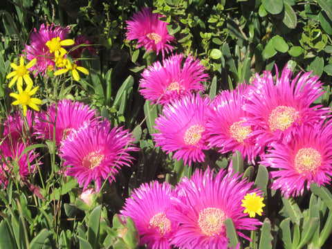 African straw flowers outside the Kapula Candle Fair Trade Workshop