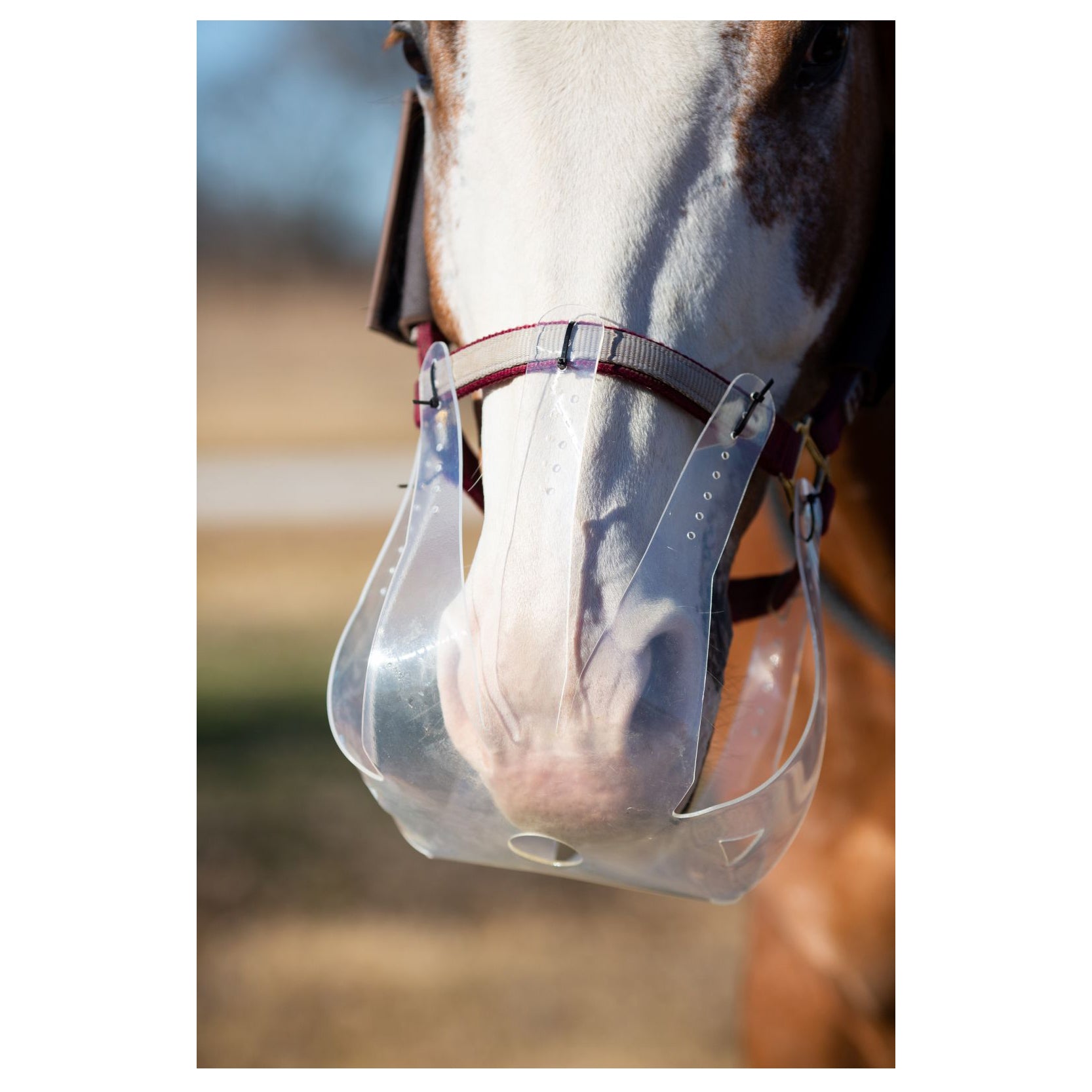 thin line horse grazing muzzle