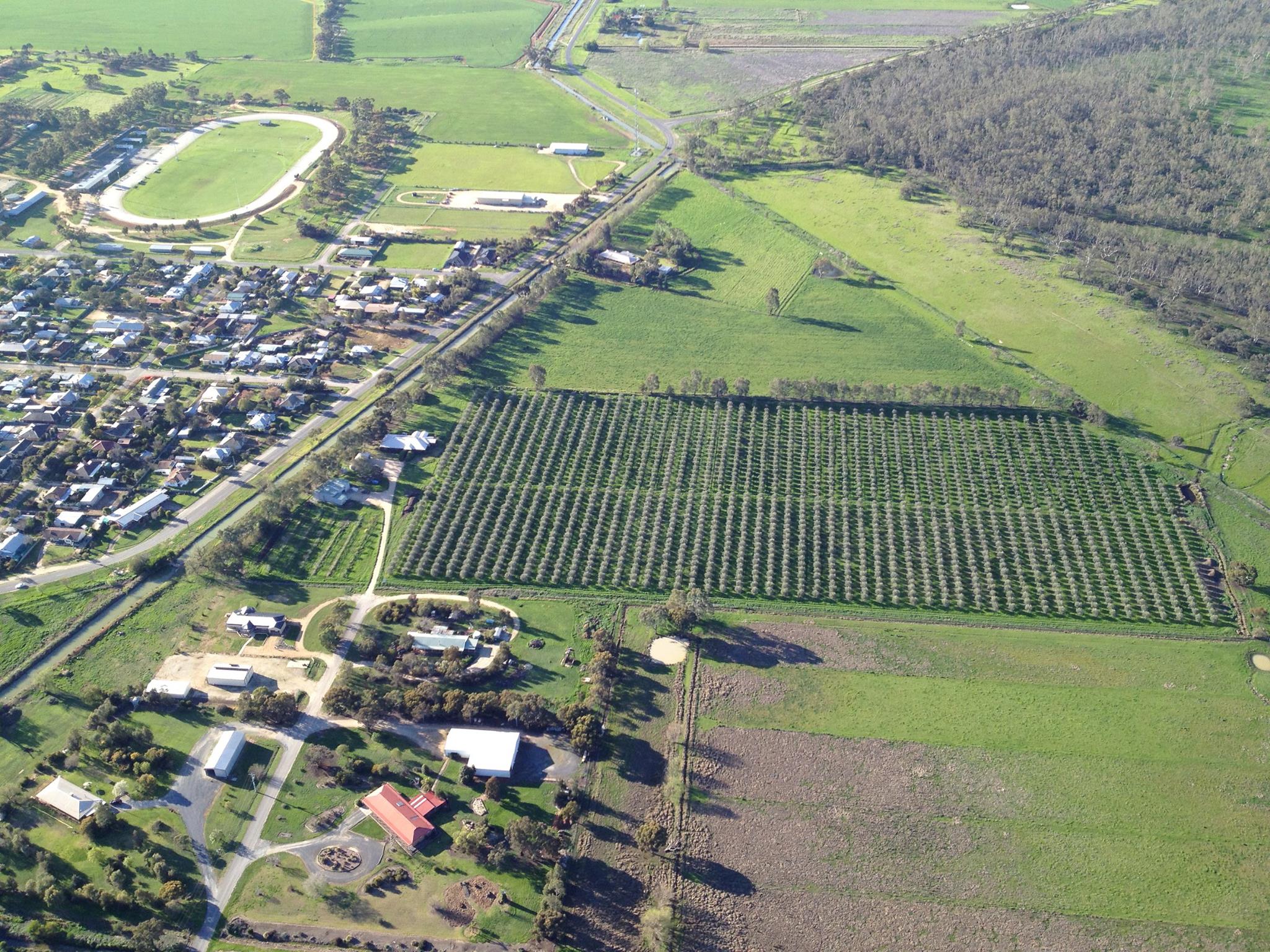 Aerial view of Salute Oliva olive grove