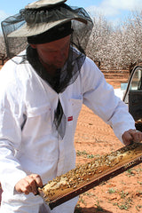 Beekeeper at work checking hives