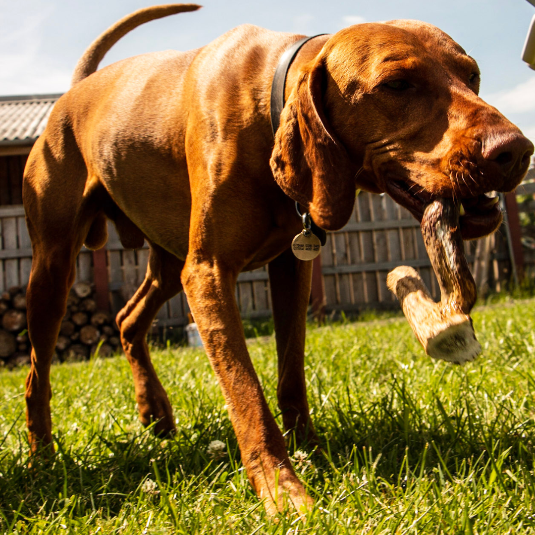 antler chews are they safe for your dog