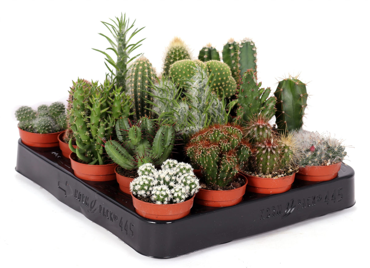Continu schaduw Oneerlijkheid Mini cactus mix 7cm - 5 stuks – Rotsplantenshop