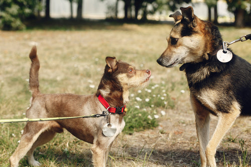 can small dogs and big dogs play together