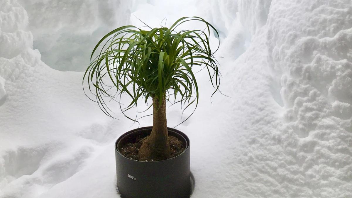 Pflanzen überwintern Top 18 Pflegetipps für Zimmerpflanzen im ...