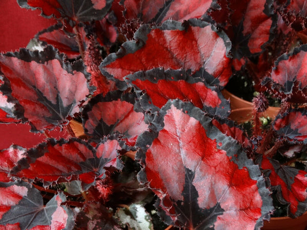 Saucer Præsident Styrke Begonia Rex "Red Robin" - WonkaPlants