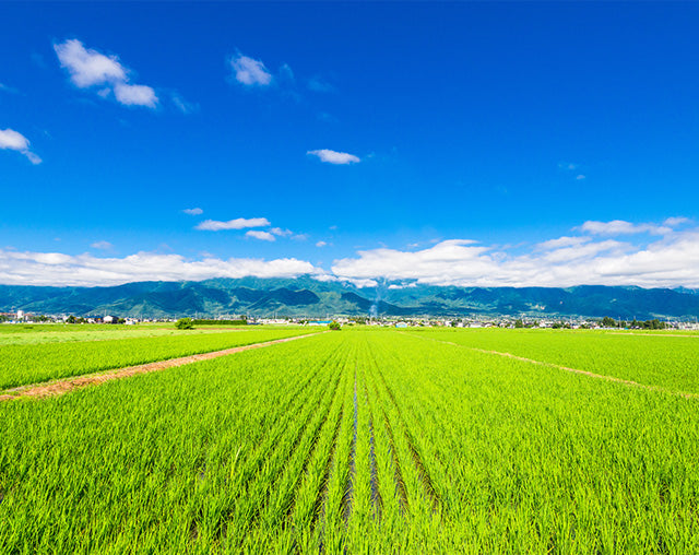 北アルプスのふもとに広がる安曇野