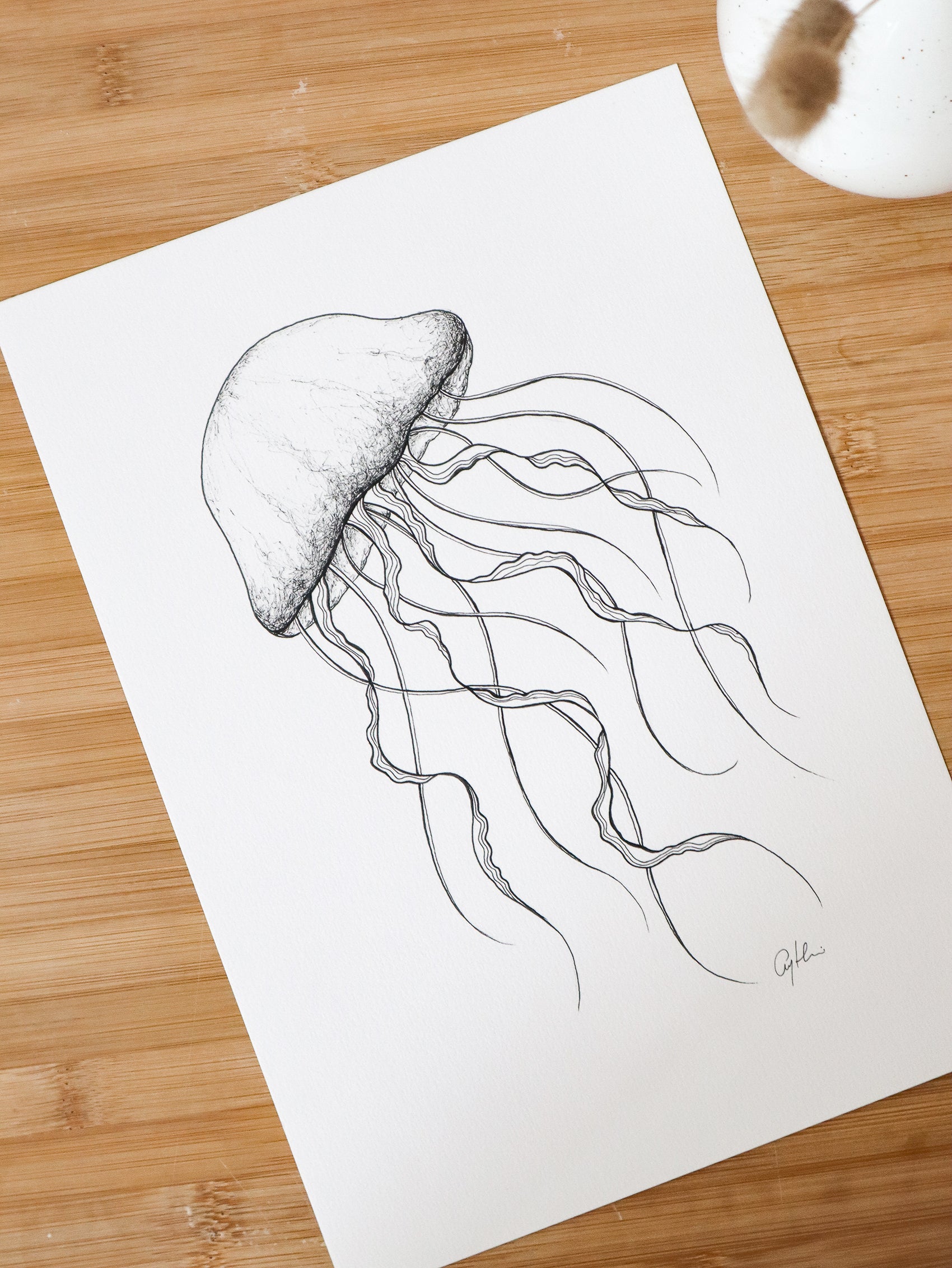 jellyfish sketch