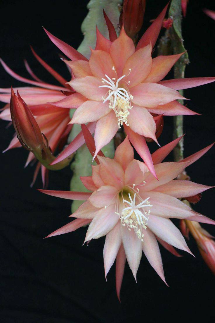 red epiphyllum oxypetalum