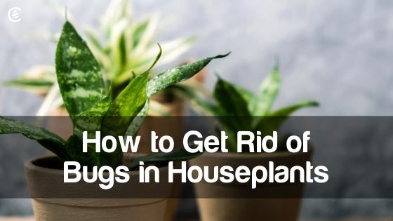 how-to-get-rid-of-bugs-in-houseplants-cedarcide