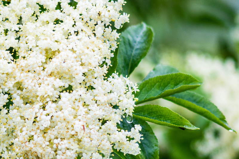 Elder Flower