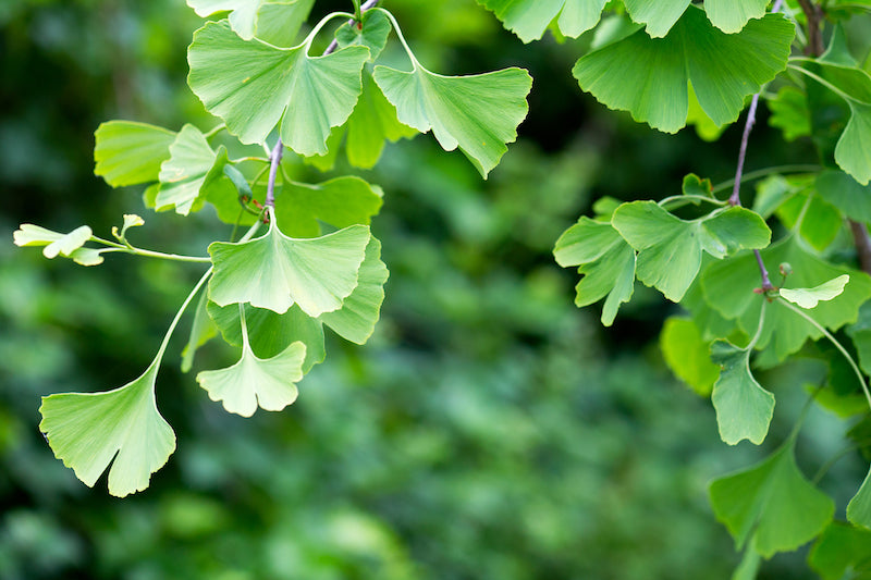 Ginko