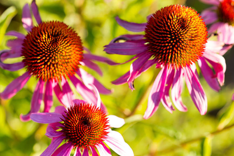 Echinacea