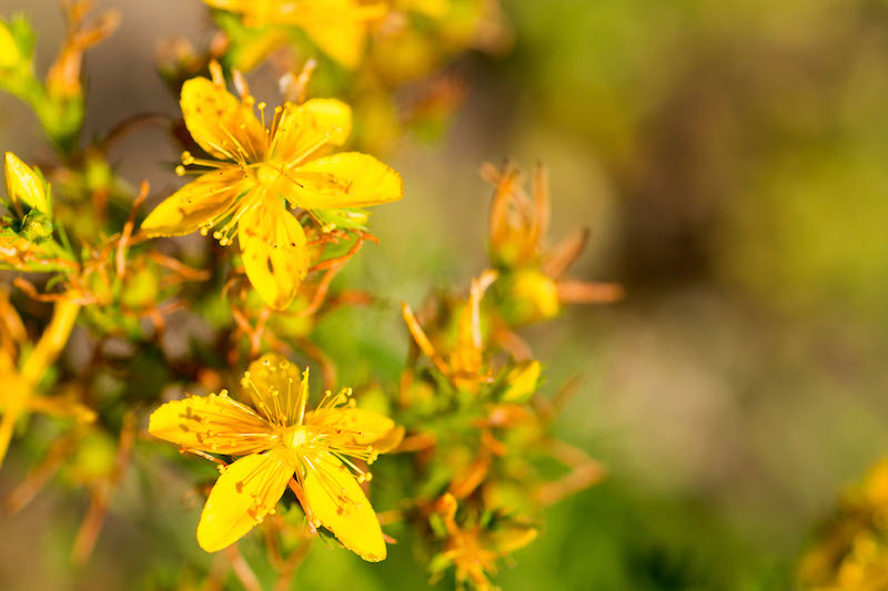 St. John&#039;s Wort