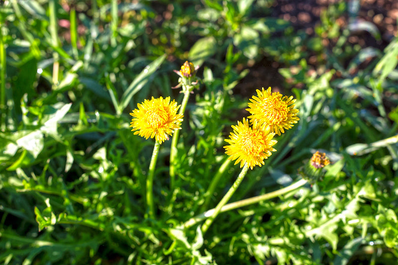 Dandelion