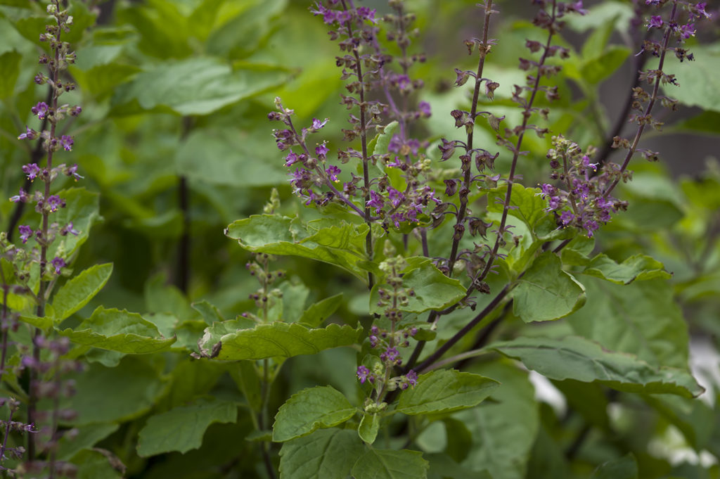 Holy Basil