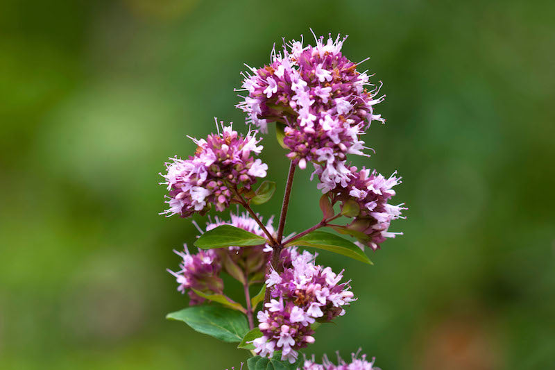 Oregano